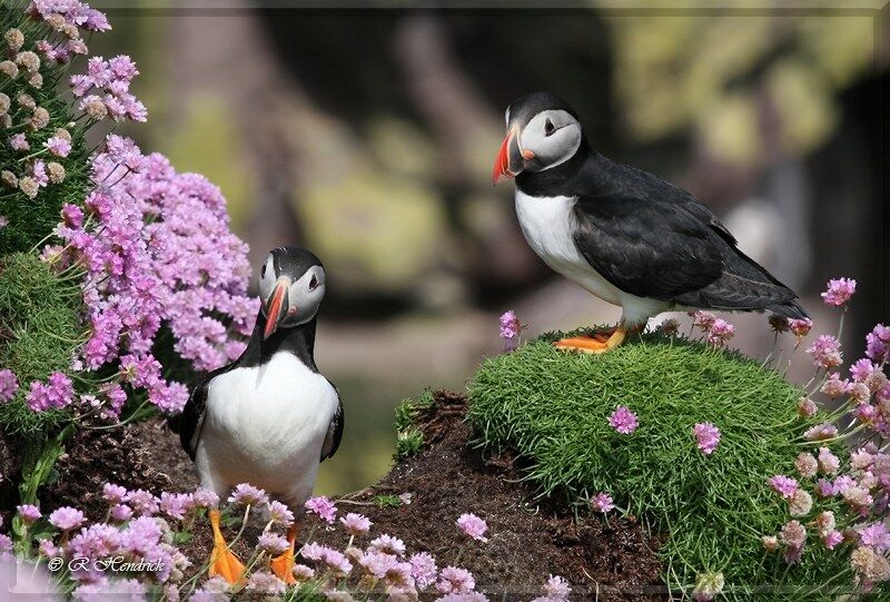 Atlantic Puffin