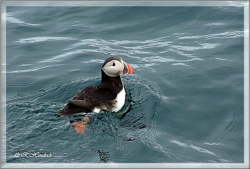 Atlantic Puffin