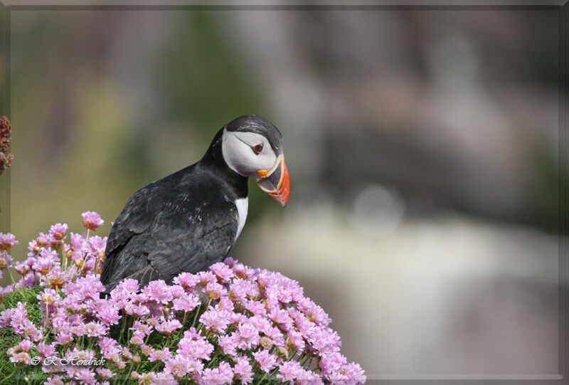 Atlantic Puffin