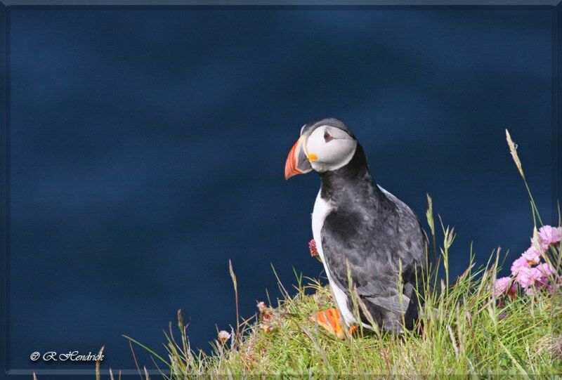 Atlantic Puffin