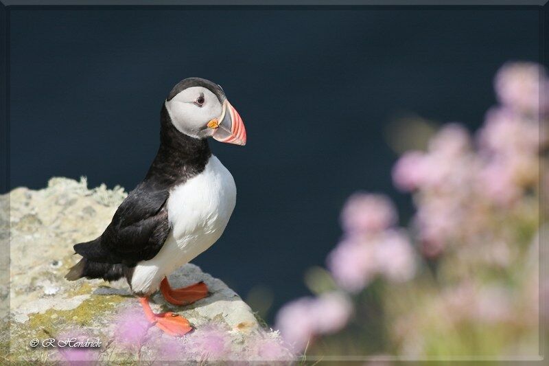 Atlantic Puffin