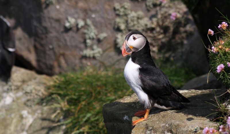 Atlantic Puffin