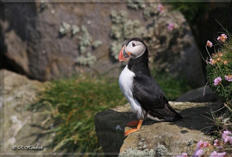 Atlantic Puffin