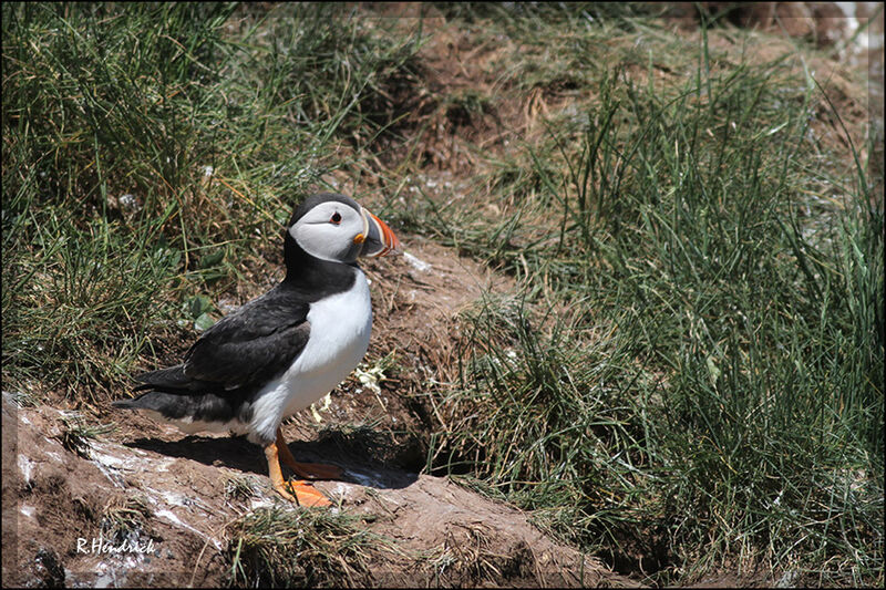 Atlantic Puffin