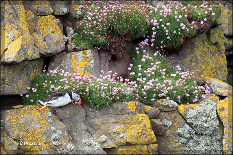 Atlantic Puffin