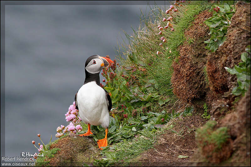 Atlantic Puffinadult, habitat