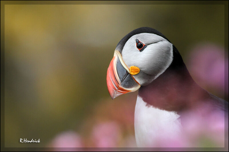 Atlantic Puffin