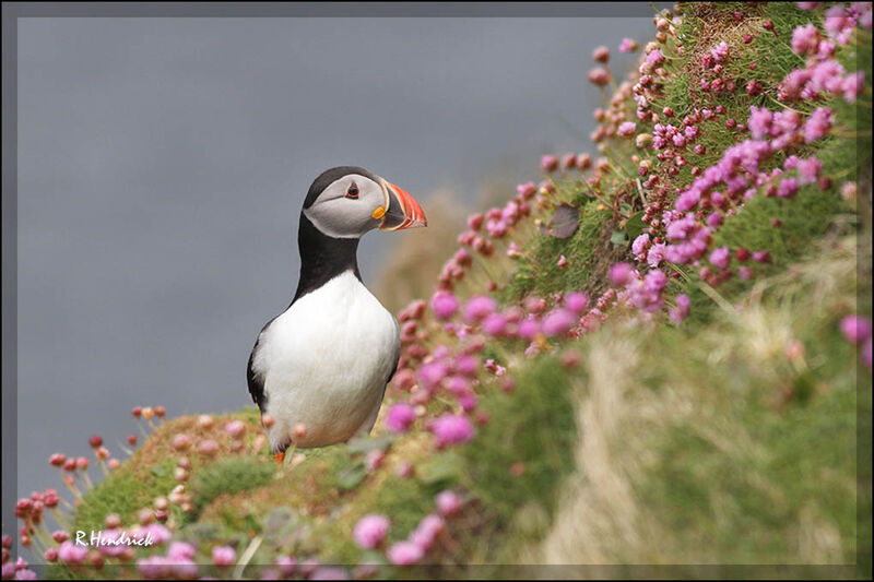 Atlantic Puffin