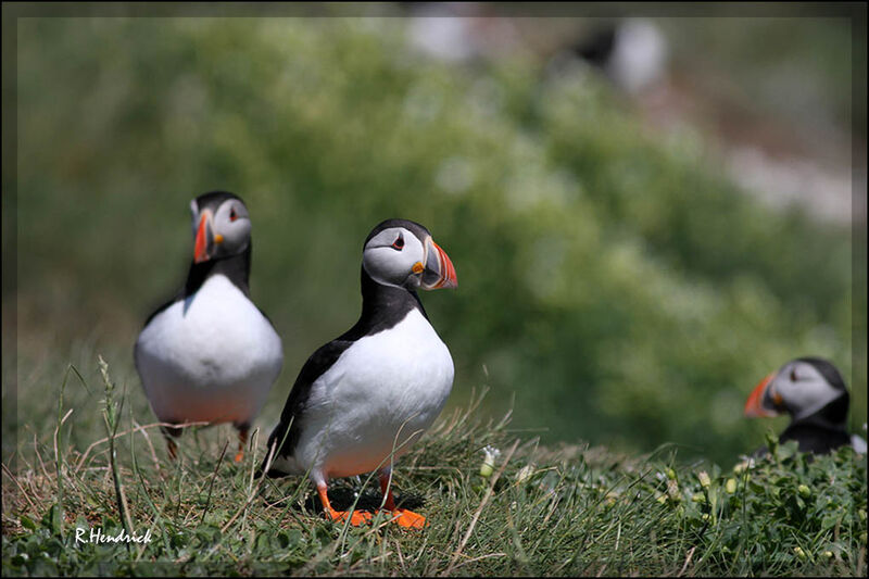 Atlantic Puffin