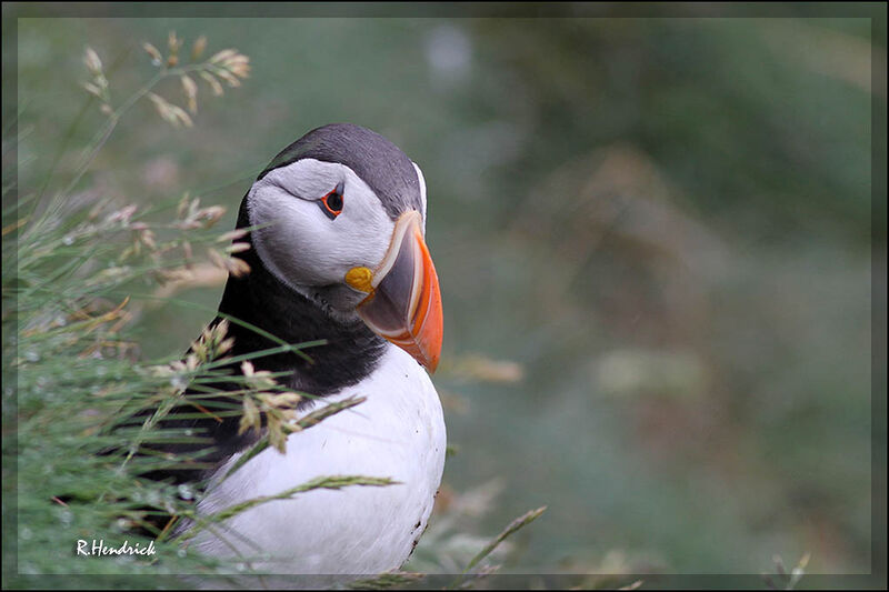 Atlantic Puffin