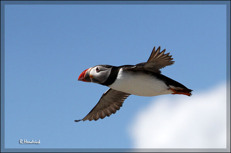 Atlantic Puffin