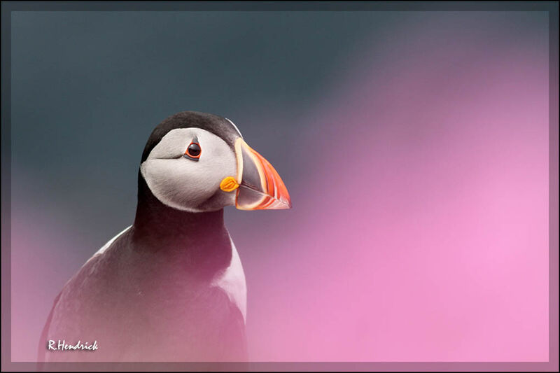 Atlantic Puffin