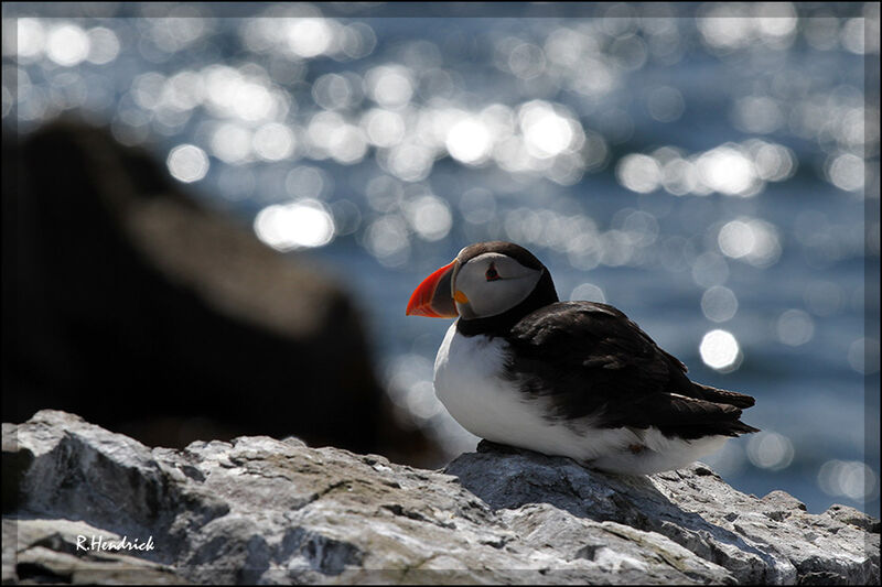 Atlantic Puffin