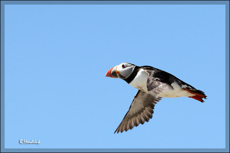 Atlantic Puffin