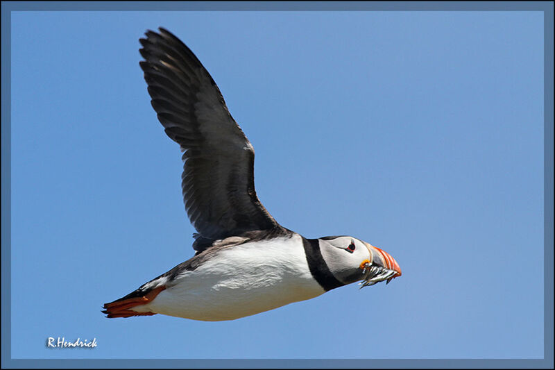 Atlantic Puffin