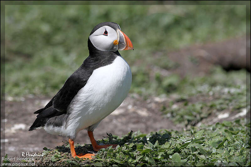 Atlantic Puffin female subadult breeding, identification