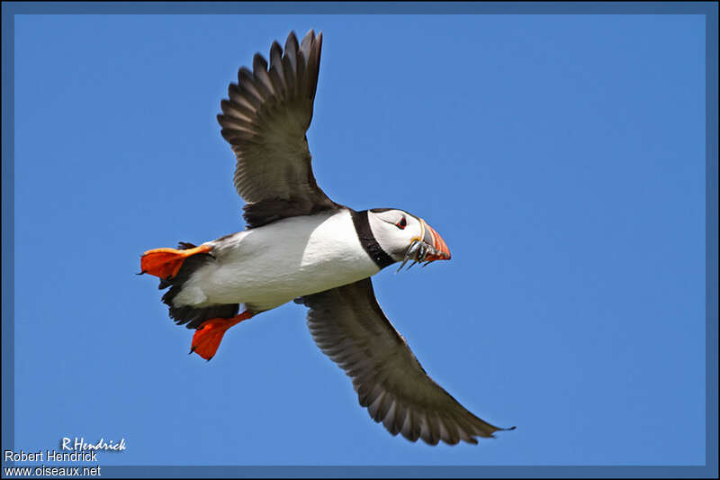 Atlantic Puffinadult, Flight, feeding habits