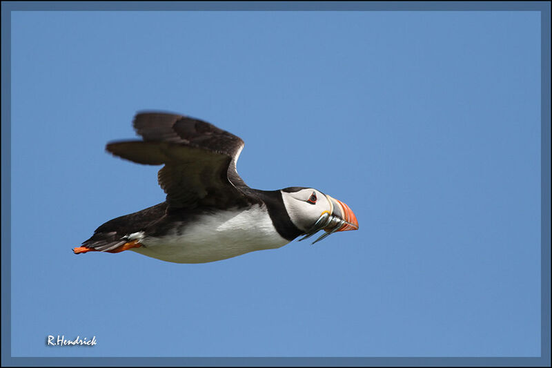 Atlantic Puffin