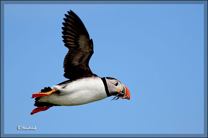 Atlantic Puffin