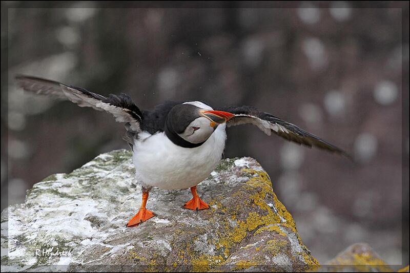 Atlantic Puffin