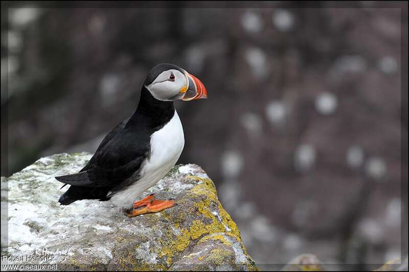 Atlantic Puffin male adult breeding, identification