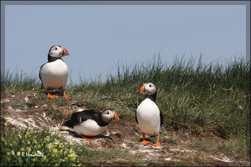 Atlantic Puffin