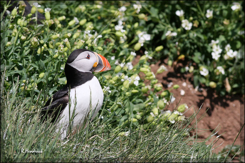 Atlantic Puffin