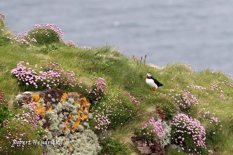 Atlantic Puffin