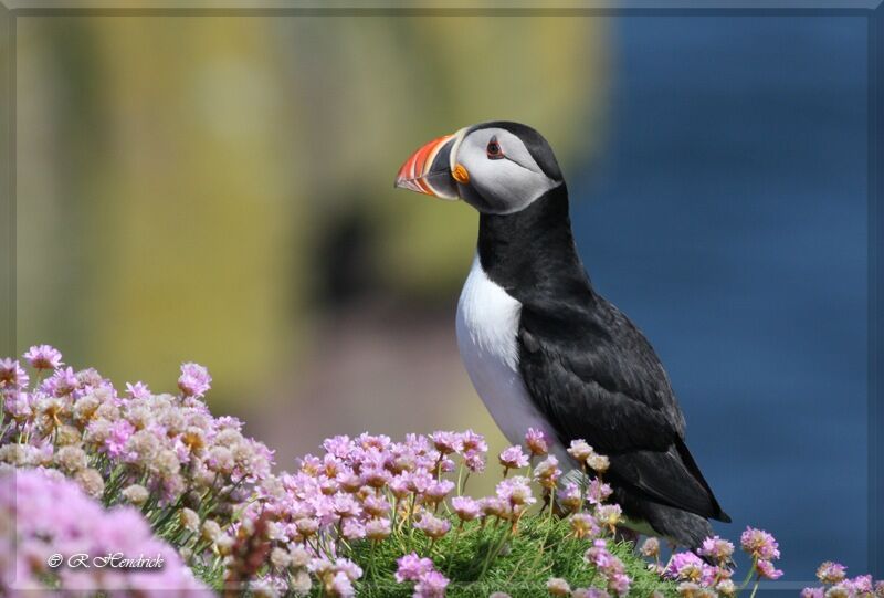 Atlantic Puffin