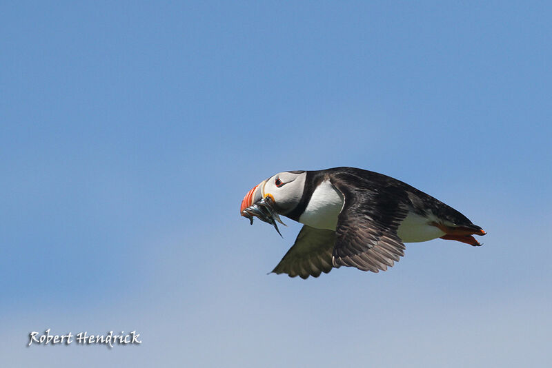 Atlantic Puffin