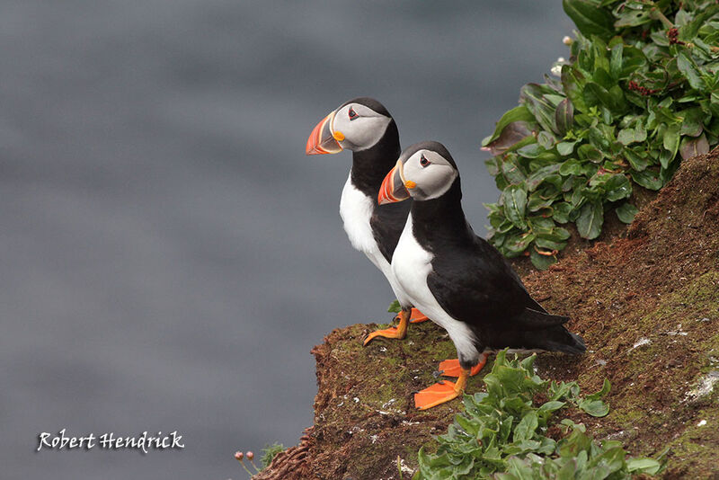 Atlantic Puffin