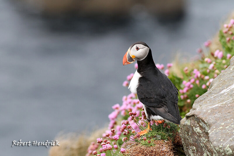 Atlantic Puffin