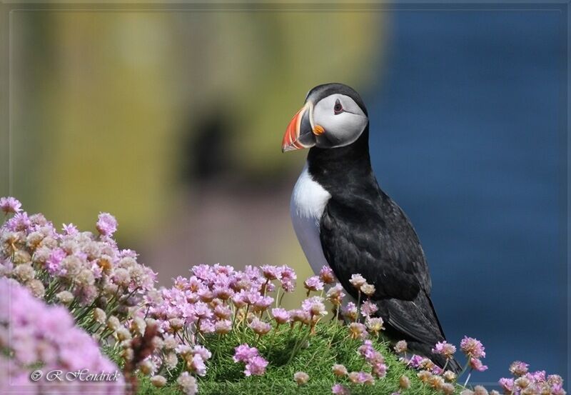 Atlantic Puffin