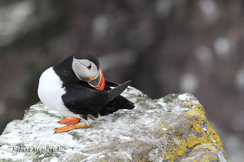 Atlantic Puffin