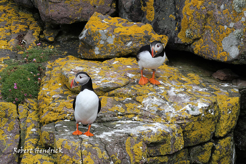 Atlantic Puffin