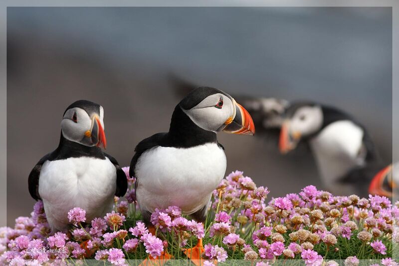 Atlantic Puffin