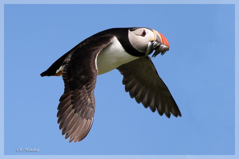 Atlantic Puffin