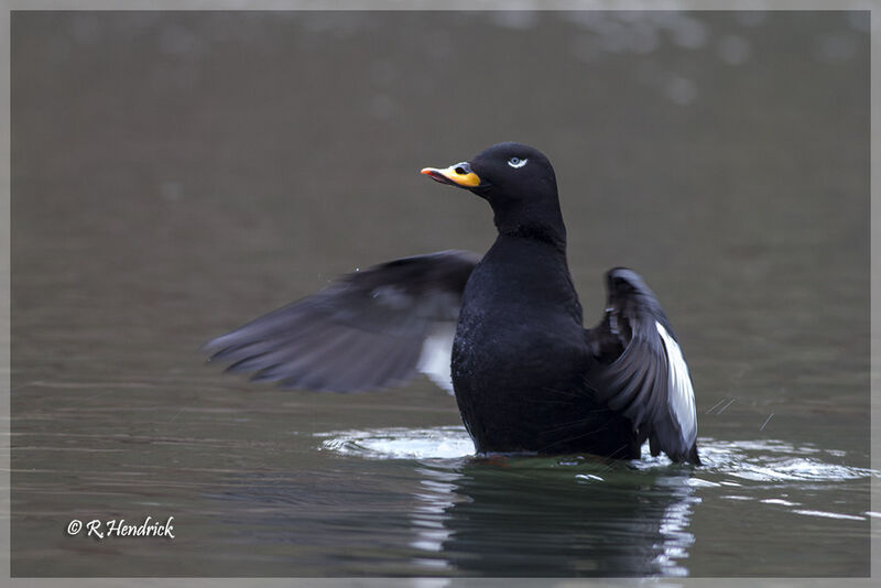 Velvet Scoter