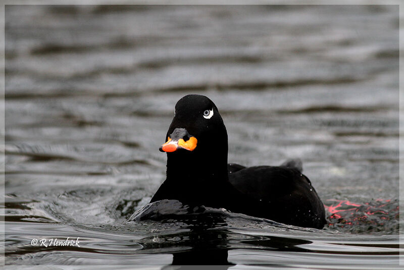 Velvet Scoter