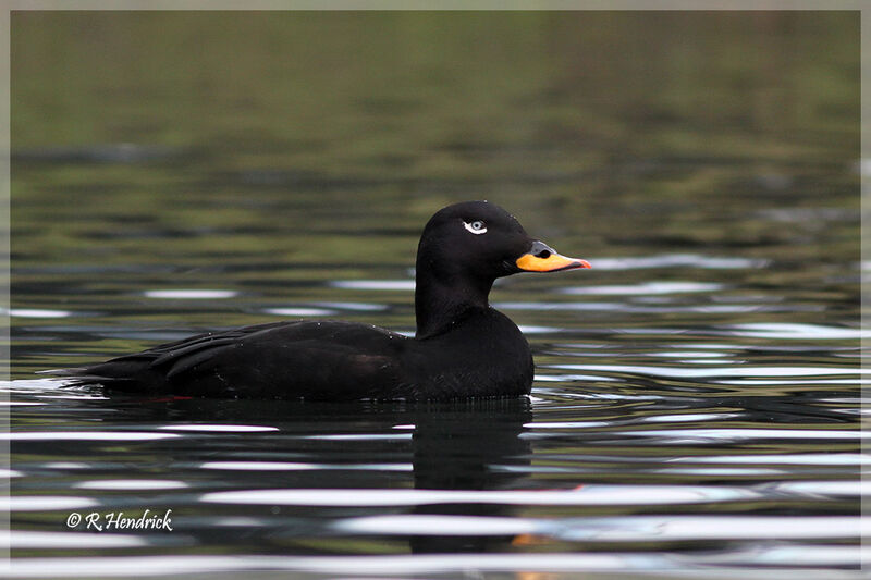 Velvet Scoter