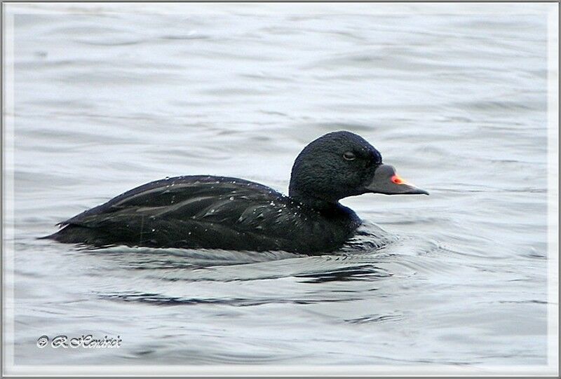 Common Scoter