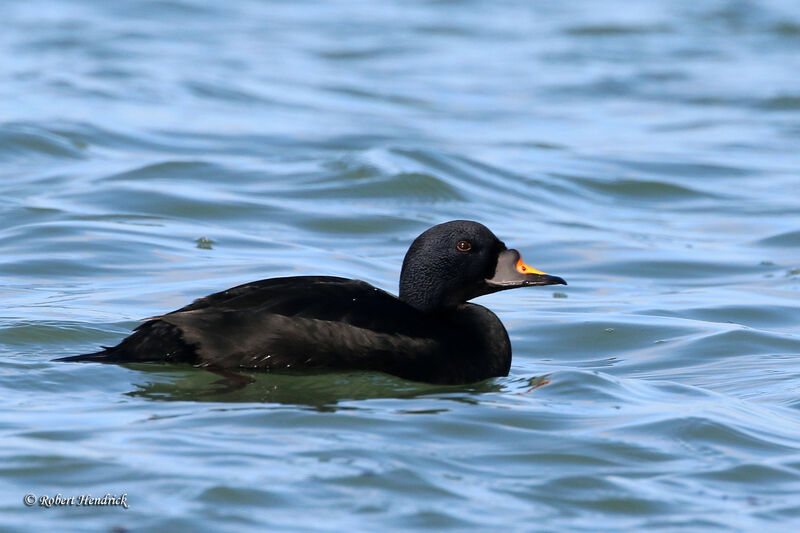 Common Scoter