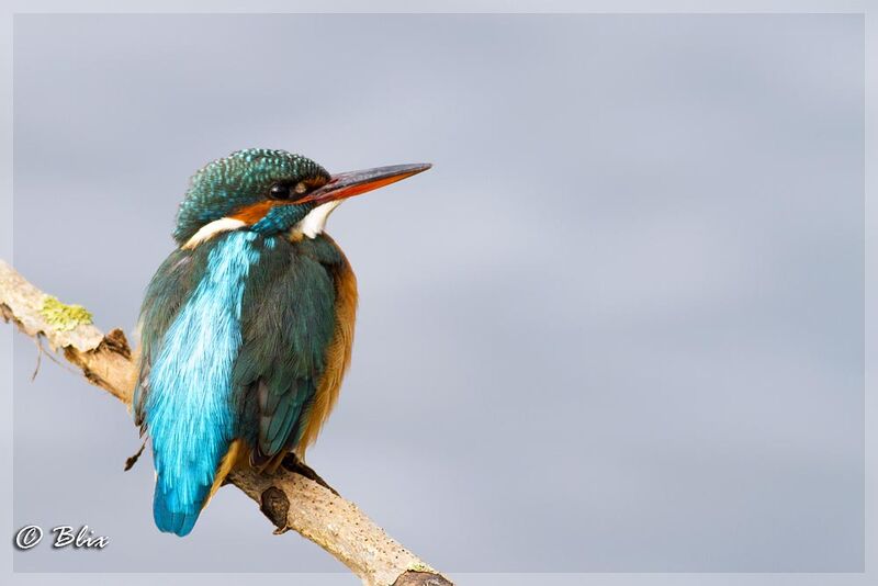 Common Kingfisher