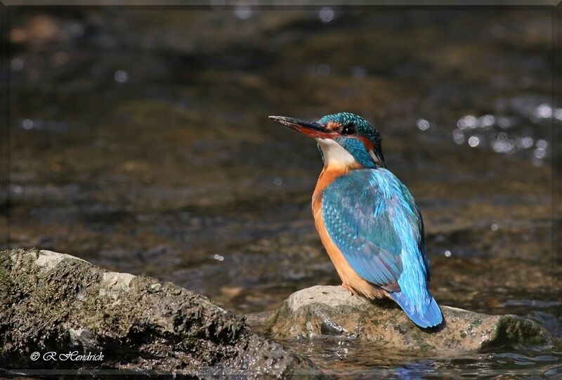 Martin-pêcheur d'Europe