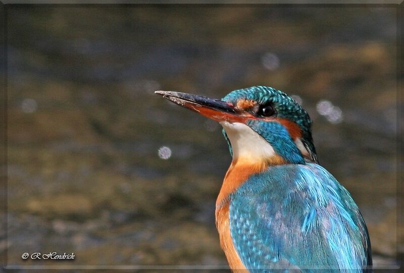 Martin-pêcheur d'Europe