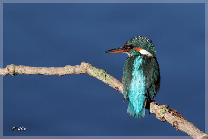 Common Kingfisher