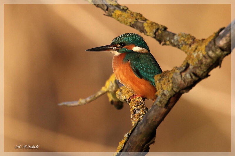 Common Kingfisher