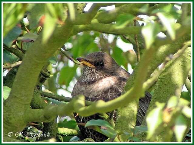 Ring Ouzel