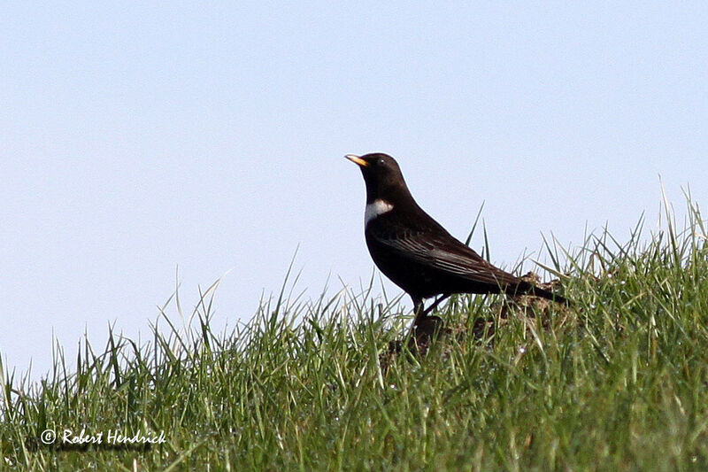 Ring Ouzel