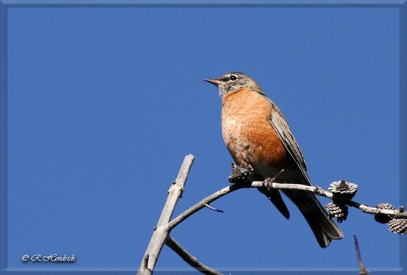 American Robin